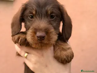 Teckel Miniatura perros Teckel pelo largo - Anuncio 1