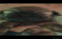 Shih Tzu perros en venta: Shiht tzu  - Anuncio 3