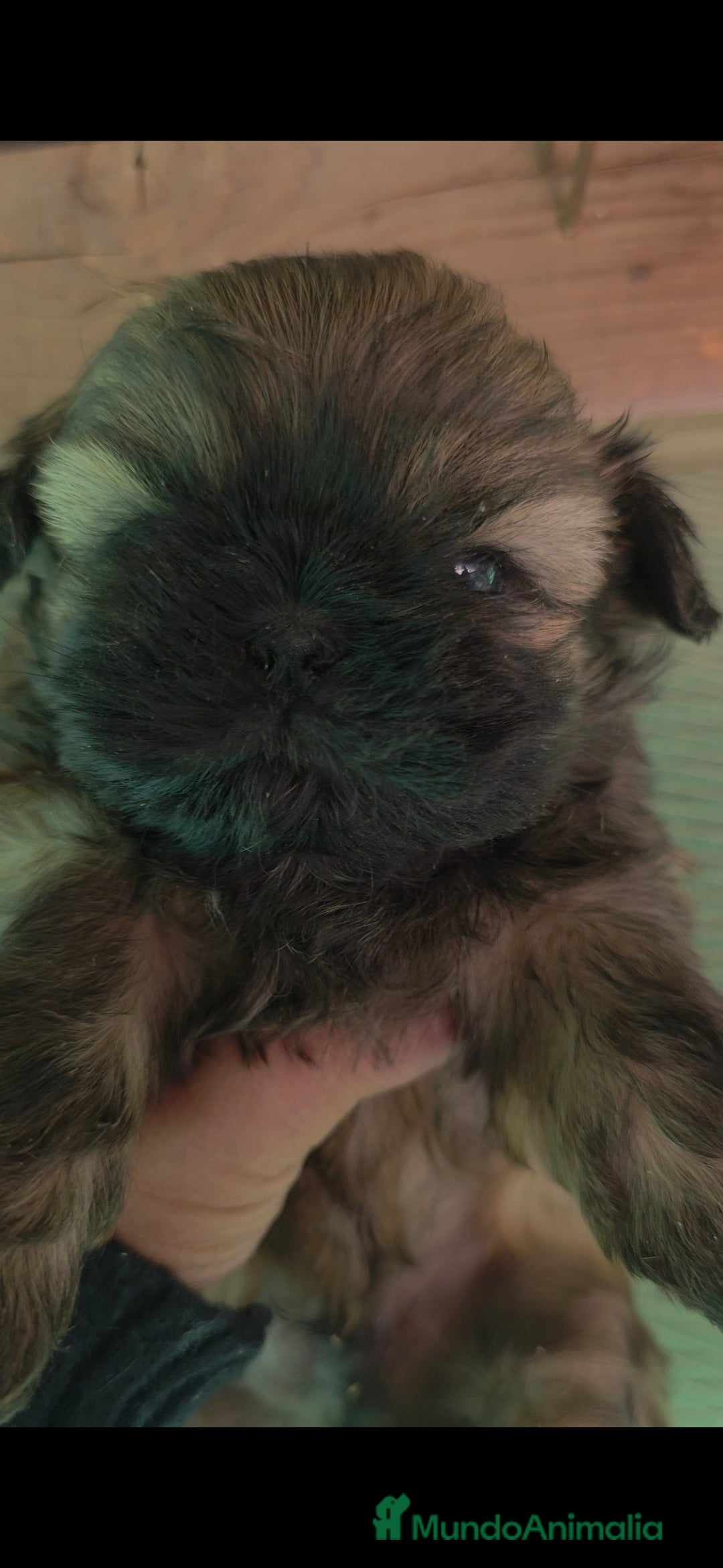 Shih Tzu perros en venta: Shiht tzu  - Anuncio 3