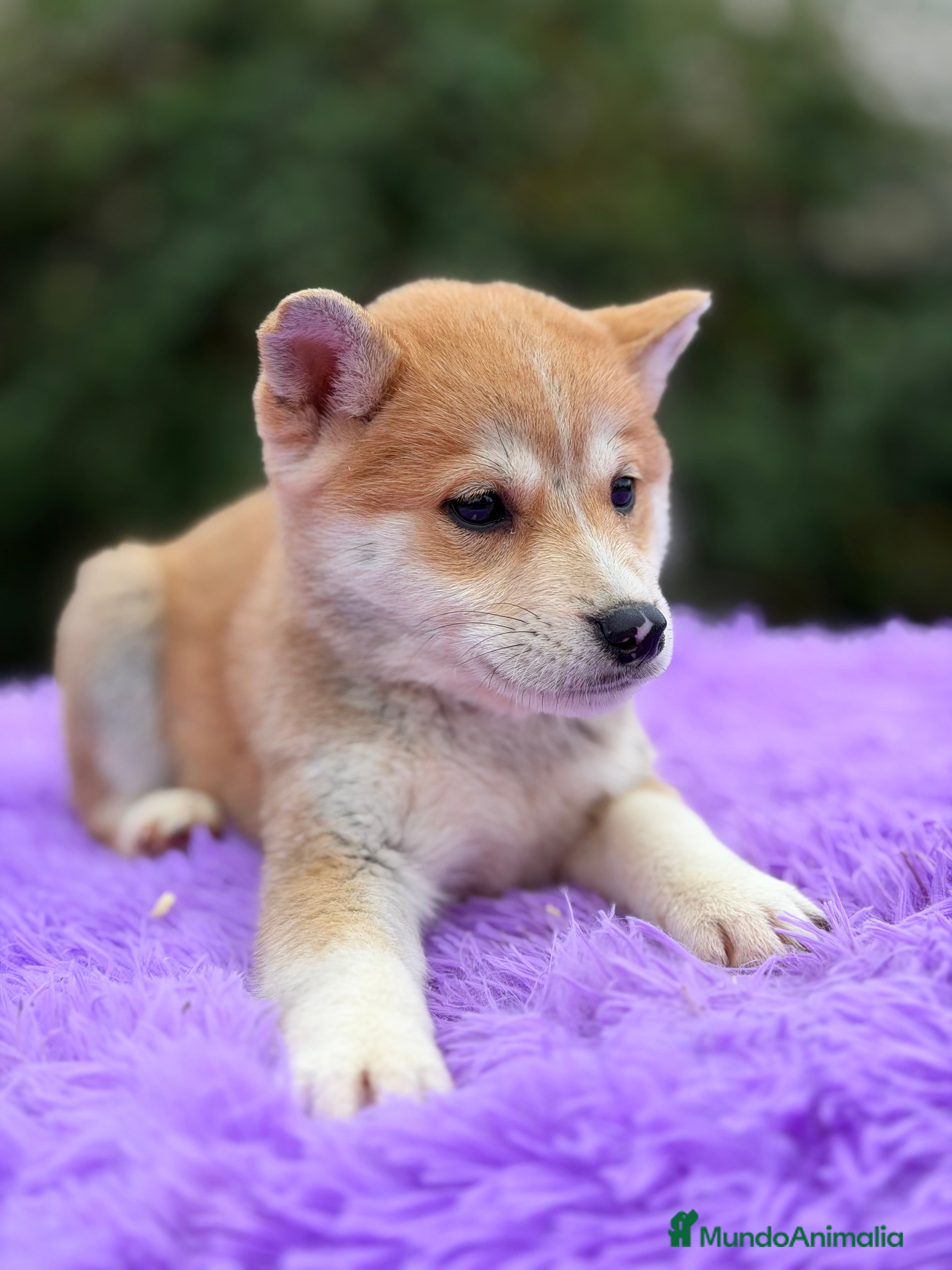 Shiba Inu perros Shiba Inu naranja  - Anuncio 2