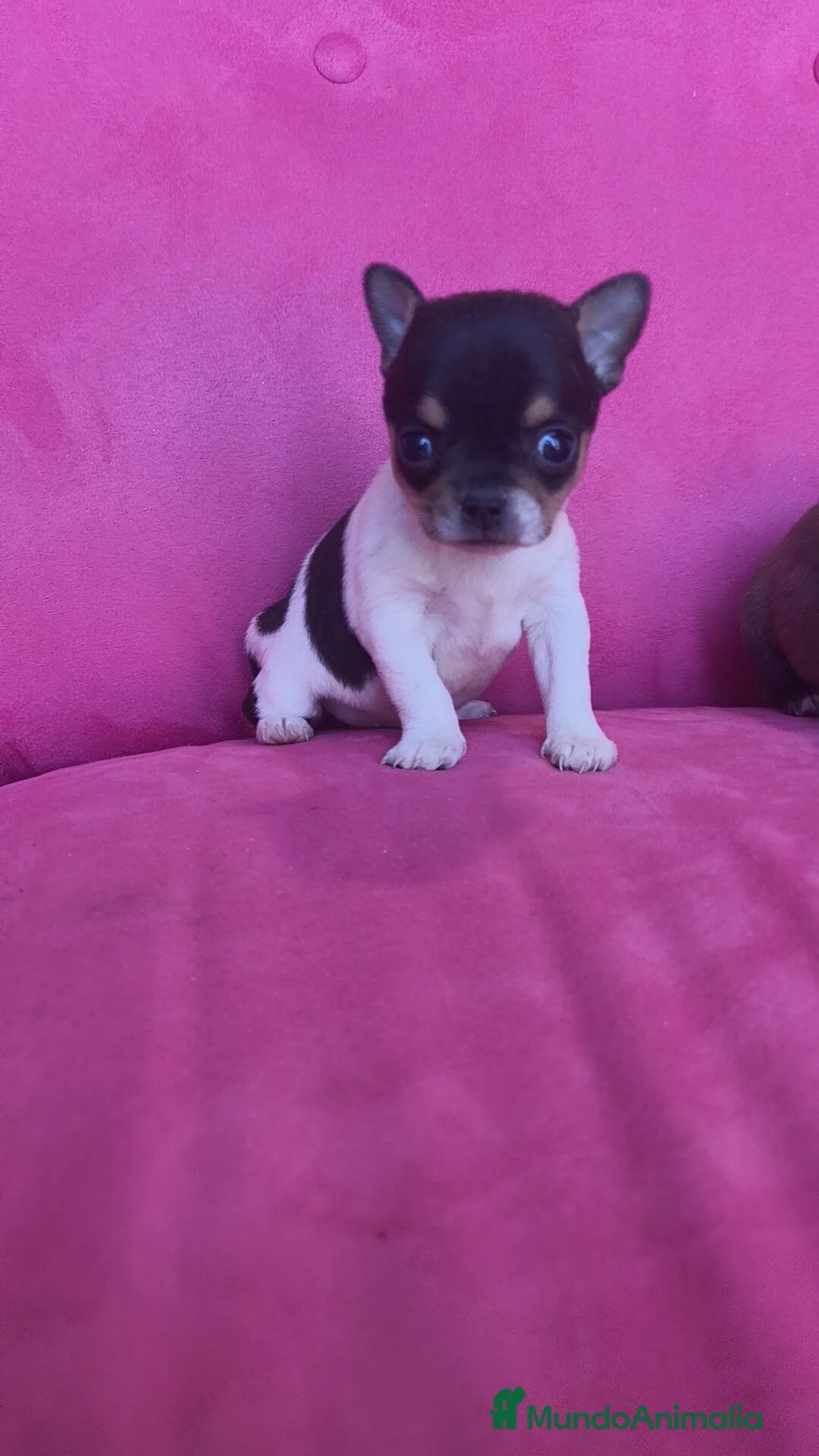 Chihuahua perros en venta: Chihuahua Toy macho y hembra  - Anuncio 10