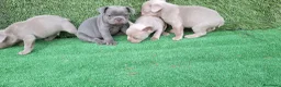 Bulldog Francés perros en venta: Bulldog francés  - Anuncio 8