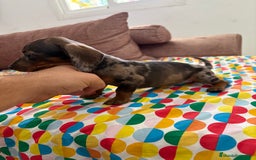 Teckel perros en venta: Teckel kaninchen  - Imagen 2
