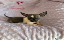 Chihuahua perros en venta: Chihuahua micro toy ruso - Imagen 16
