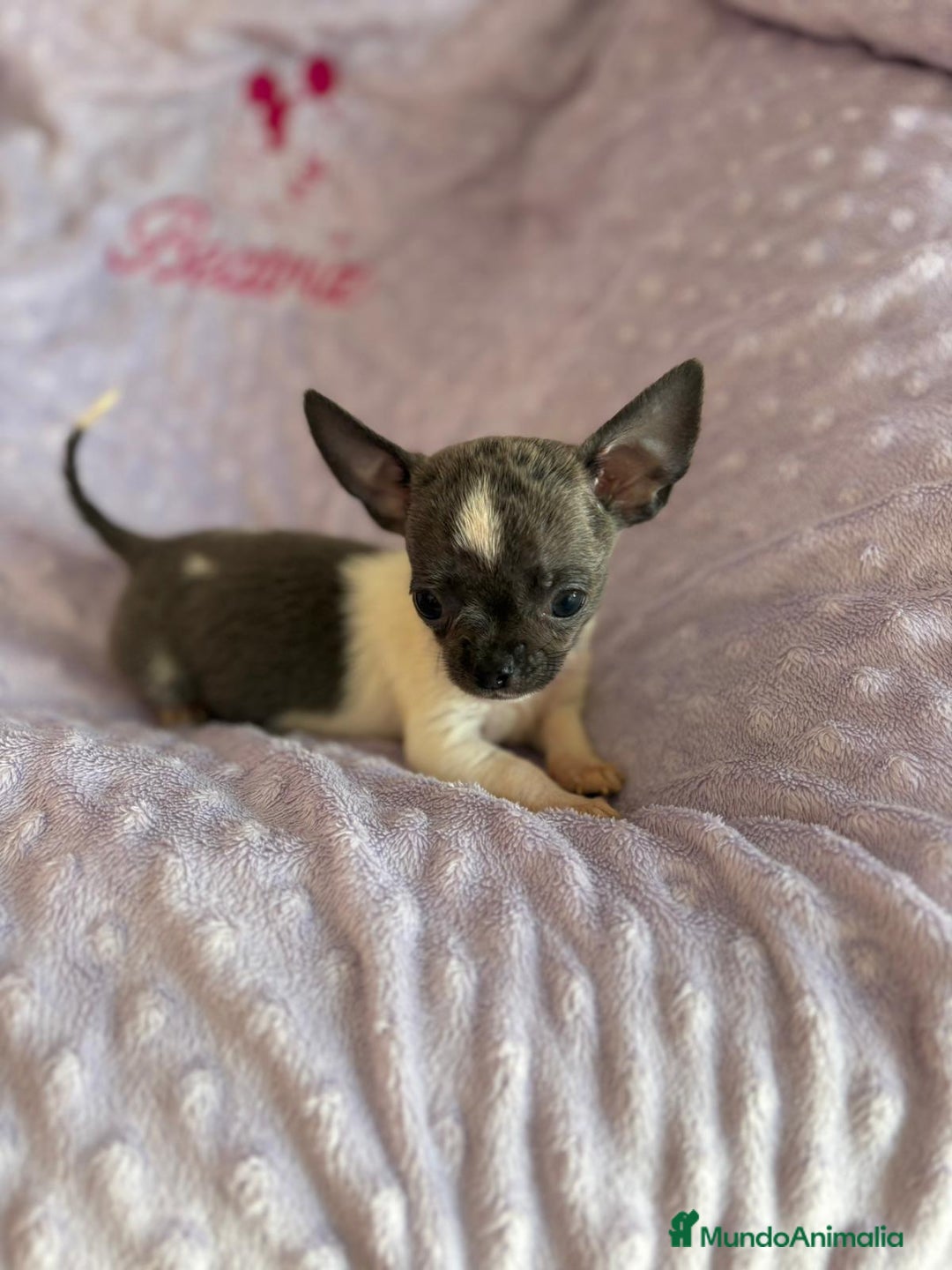 Chihuahua perros en venta: Chihuahua micro toy ruso - Imagen 16