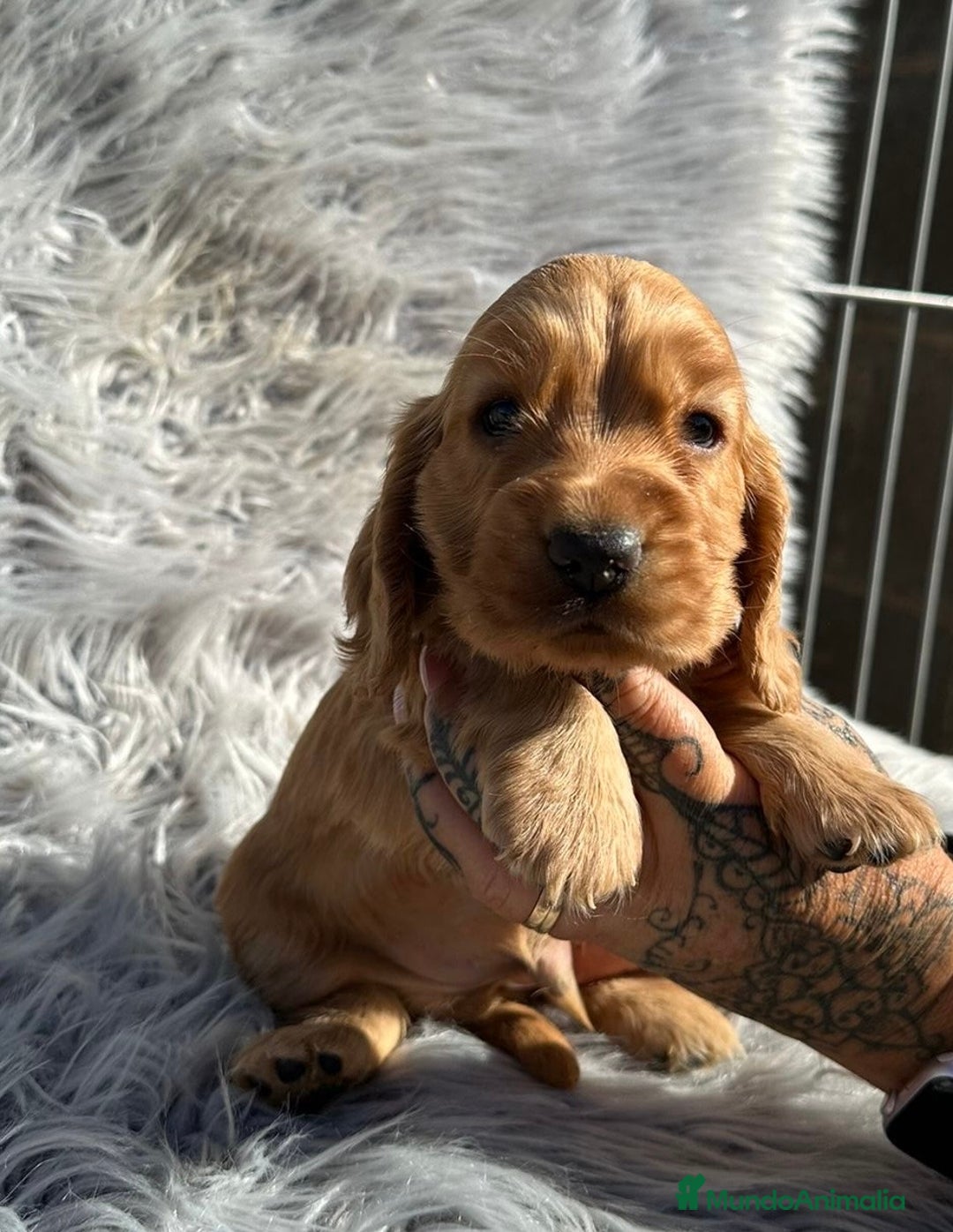 Cocker Spaniel Inglés perros en venta: Cocker inglés dorado  - Imagen 2