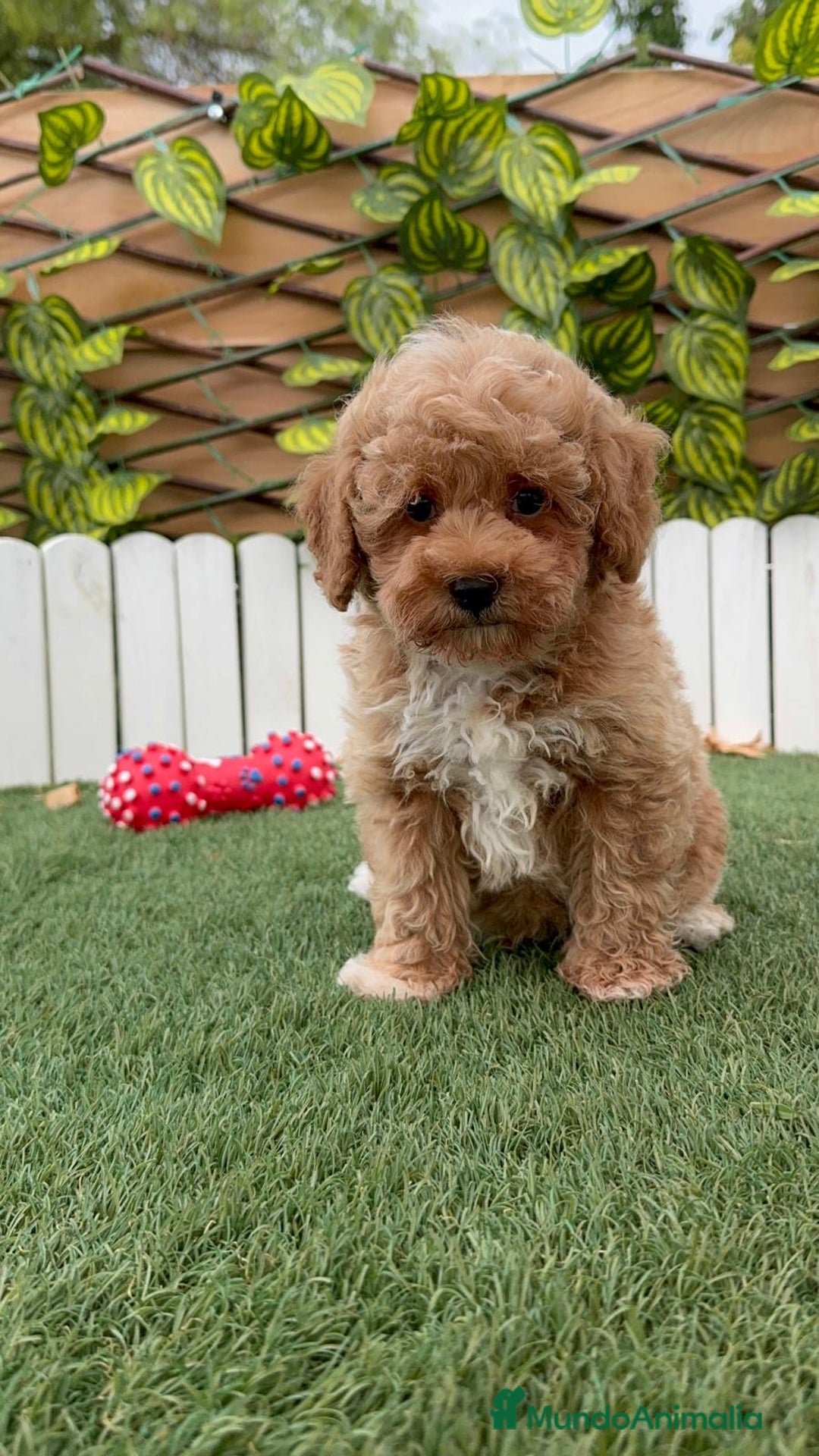 Caniche Toy perros en venta: CANICHE TOY MACHO  - Imagen 4