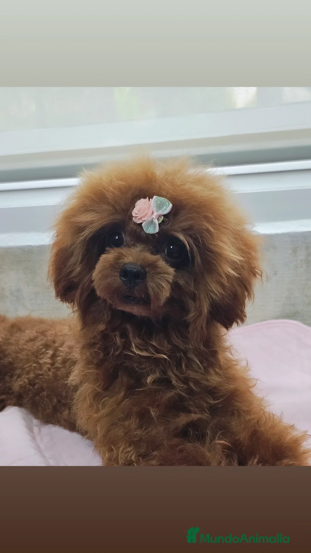 Caniche Toy perros en venta: CANICHE ASIÁTICO TEACUP - Anuncio 2