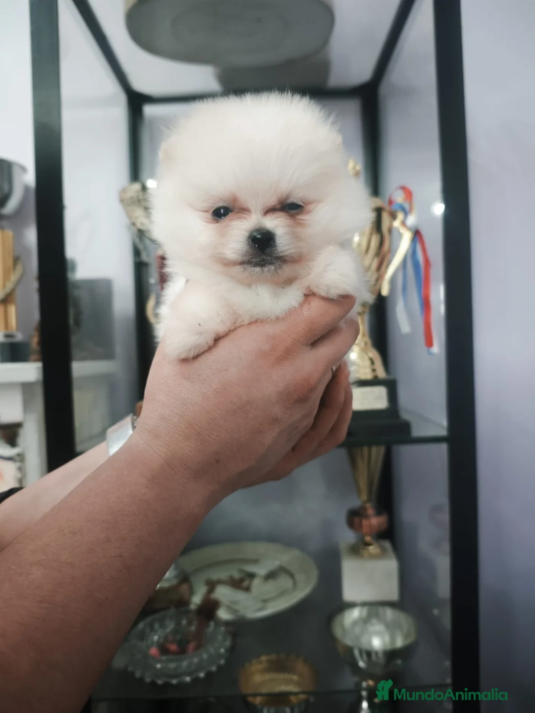 Pomerania perros en venta: Preciosos Lulú Pomerania crema - Anuncio 7
