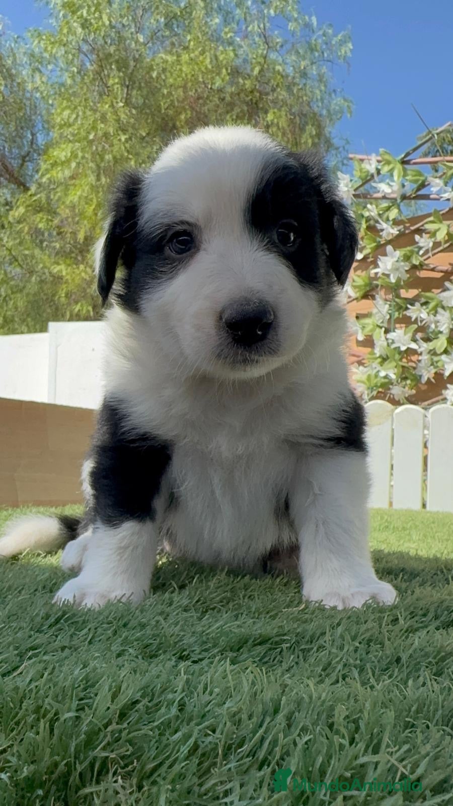 Border Collie perros BORDER COLLIE - HEMBRA - Anuncio 1