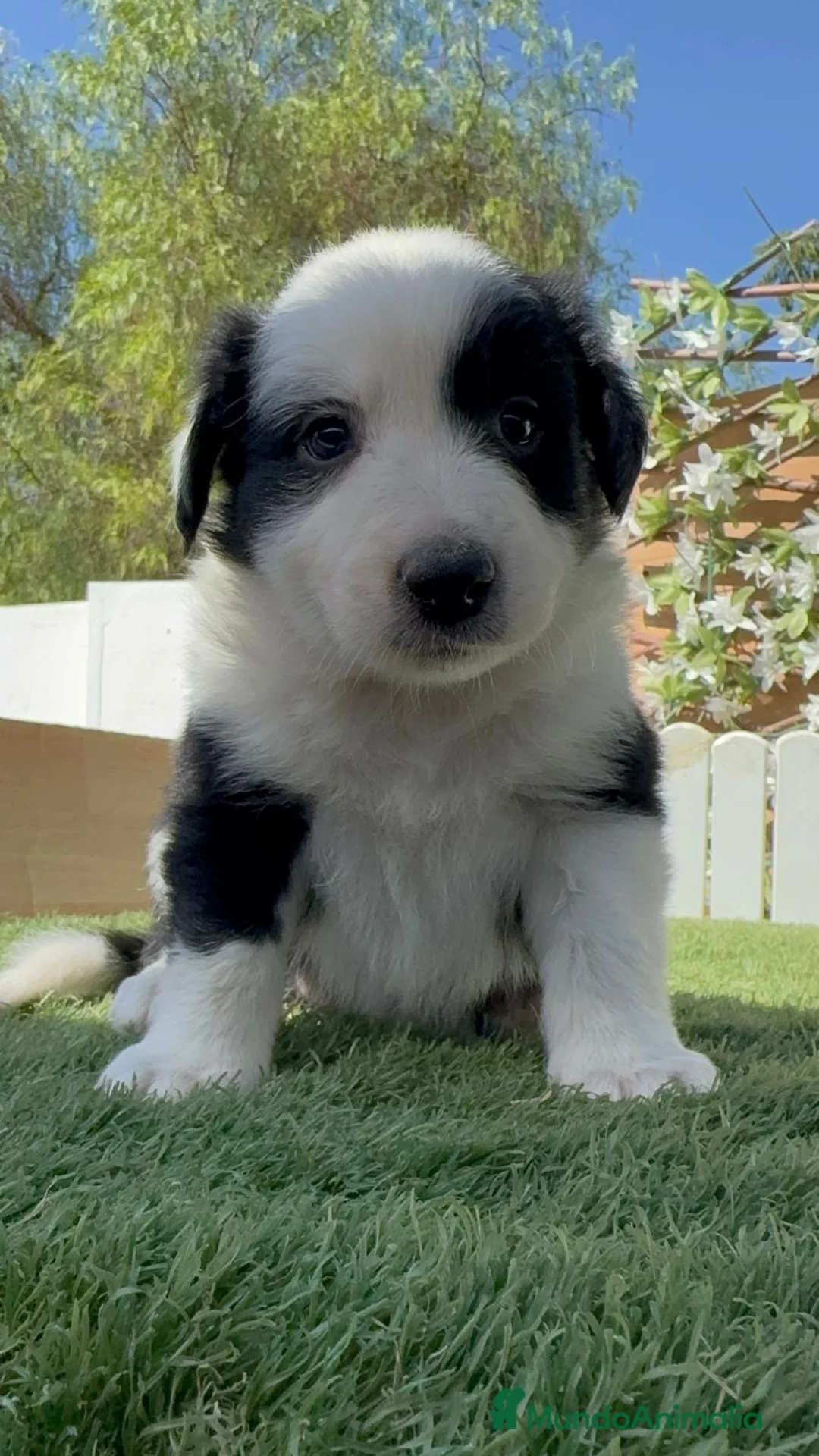 Border Collie perros en venta: BORDER COLLIE - HEMBRA - Anuncio 1