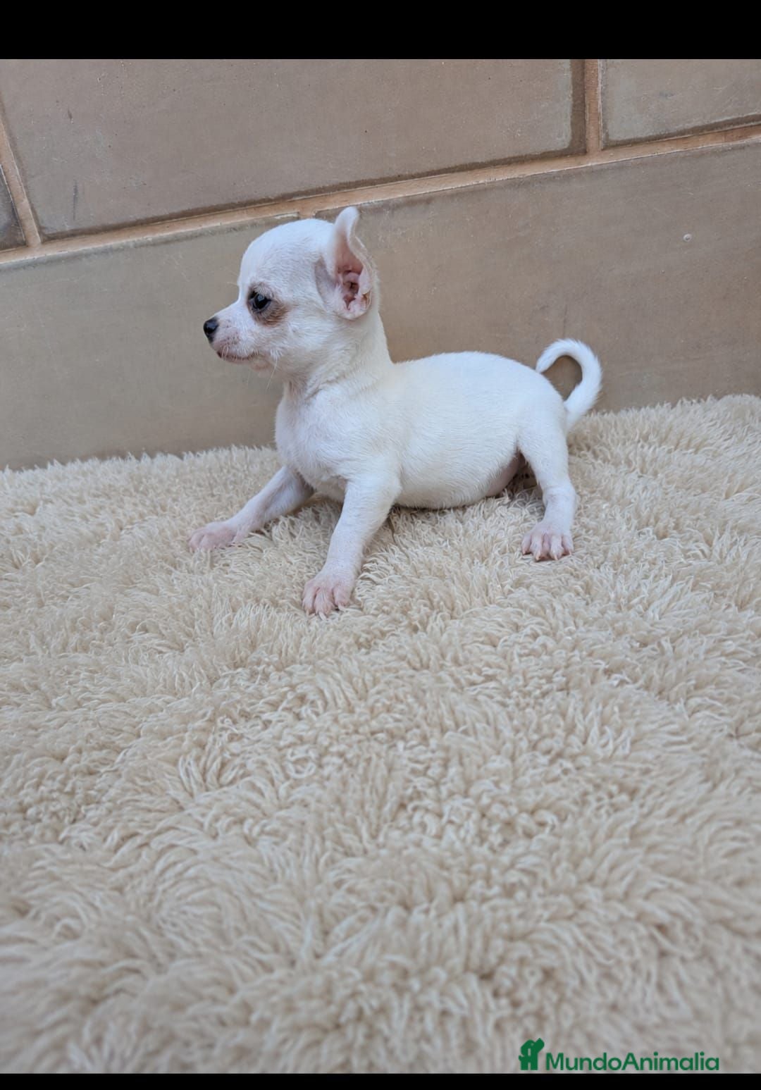 Chihuahua perros Chihuahua - Anuncio 1