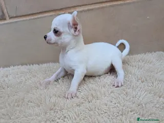 Chihuahua perros Chihuahua - Anuncio 1