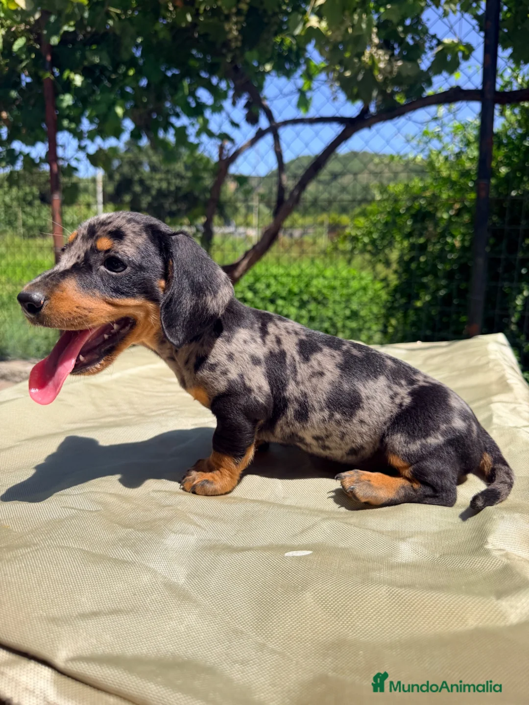Teckel Miniatura perros en venta: TECKEL ARLEQUÍN PLATA  - Anuncio 1