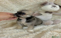 Chihuahua perros en venta: Chihuahua Toy  - Imagen 7