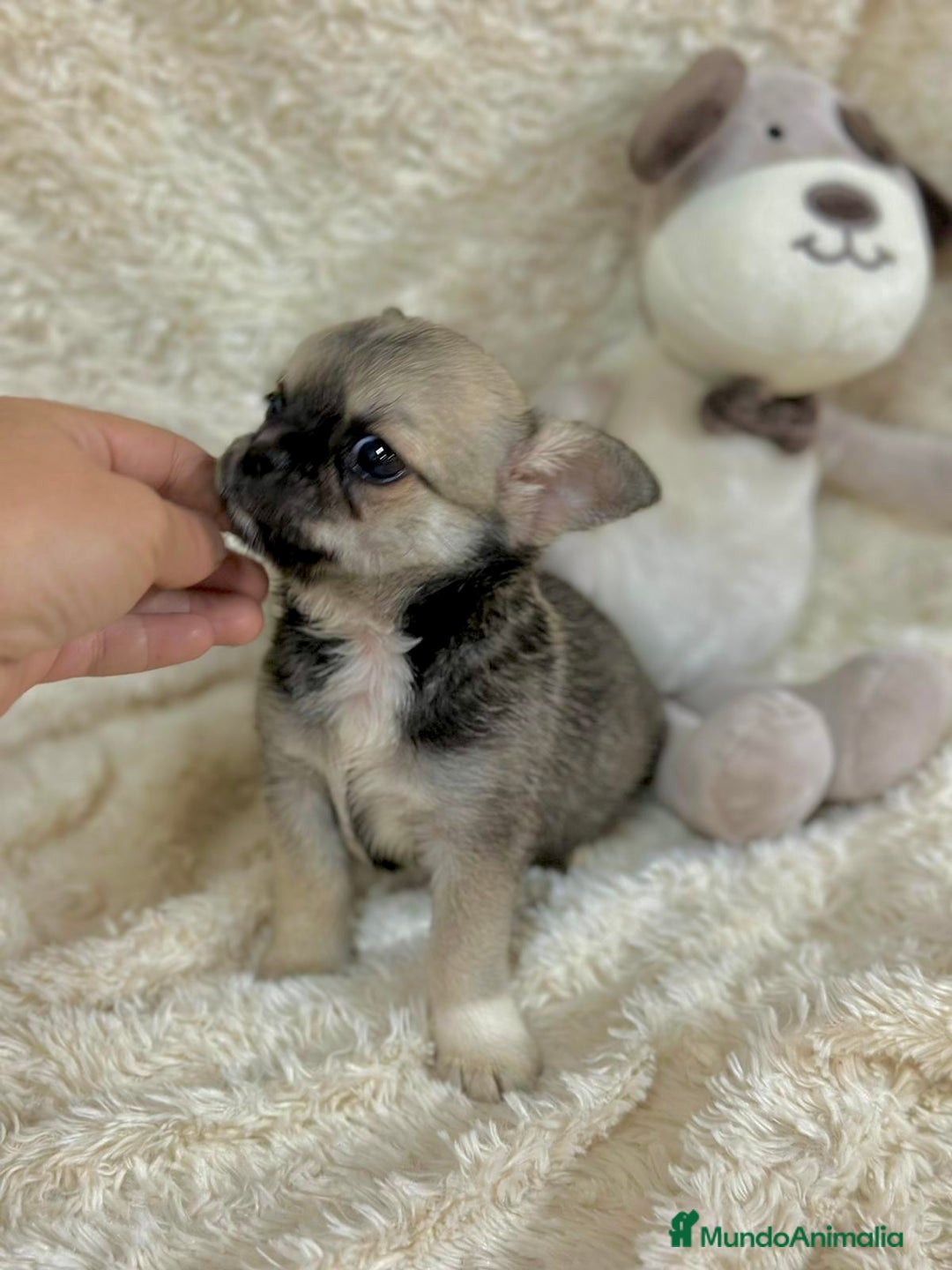 Chihuahua perros en venta: Chihuahua Toy  - Imagen 7