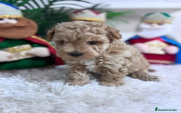 Caniche Toy perros en venta: CANICHE TOY - Anuncio 13