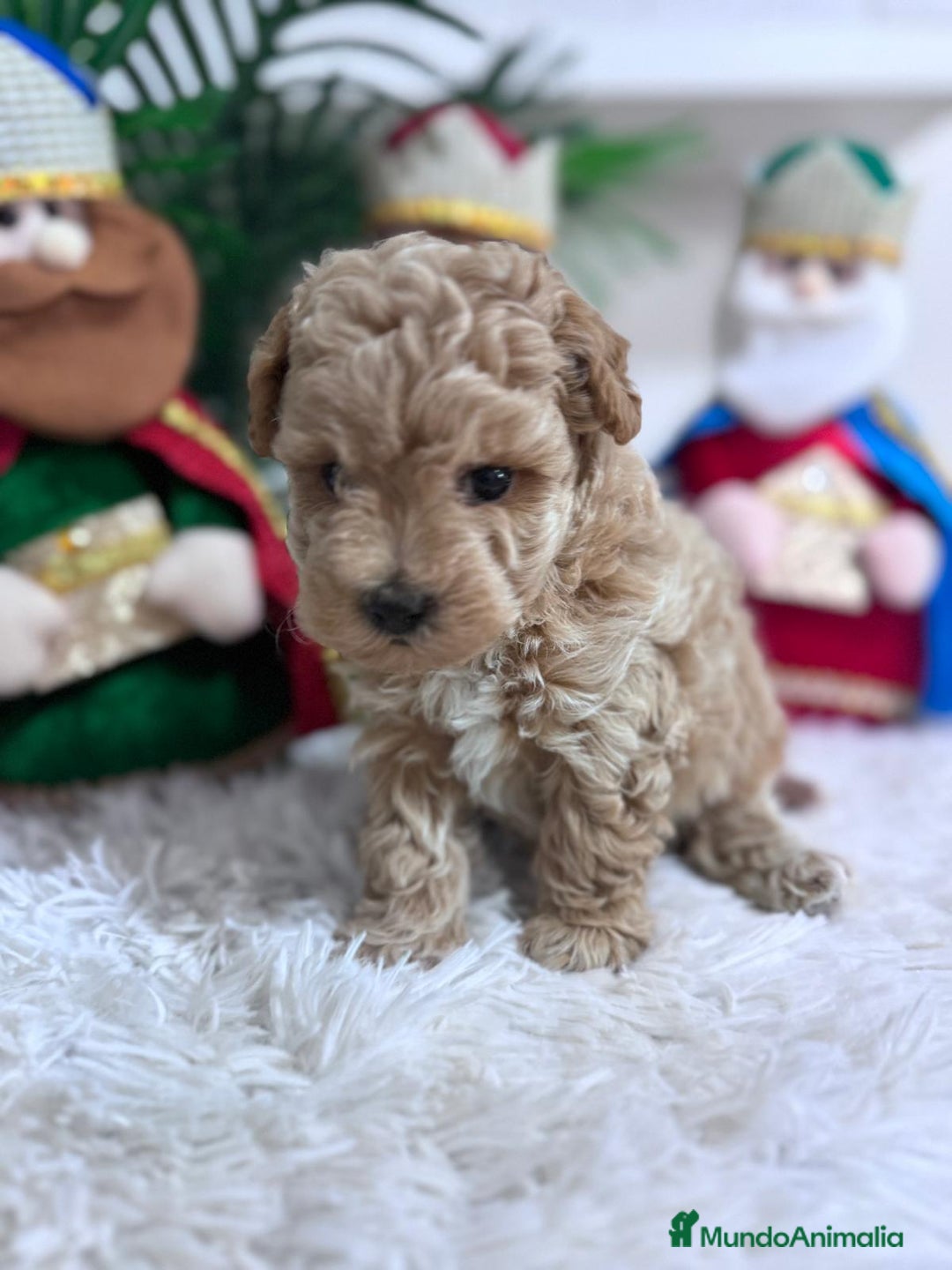 Caniche Toy perros en venta: CANICHE TOY - Anuncio 13