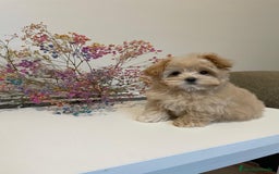 Maltipoo perros en venta: Maltipoo para reservar para Diciembre  - Imagen 3