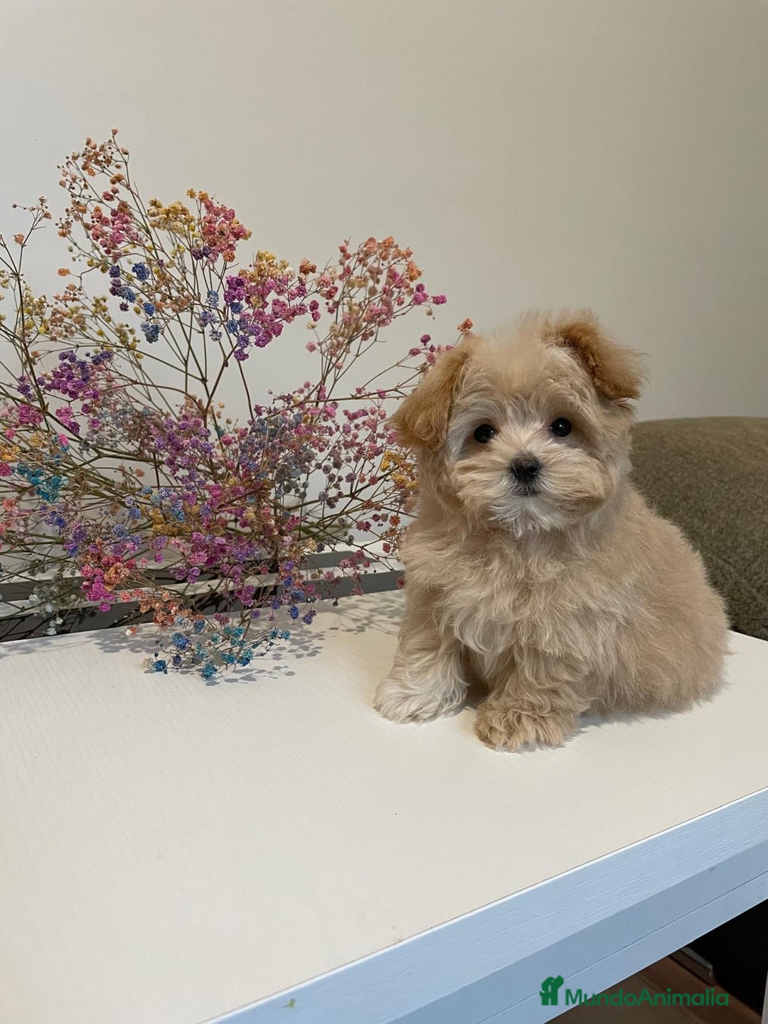 Maltipoo perros en venta: Maltipoo para reservar para Diciembre  - Imagen 3
