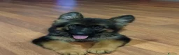 Pastor Alemán perros en venta: Último Cachorro  disponinle!! - Anuncio 3