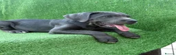 Cane Corso perros en venta: Cane Corso LOE ADN PREMIUM  - Anuncio 3