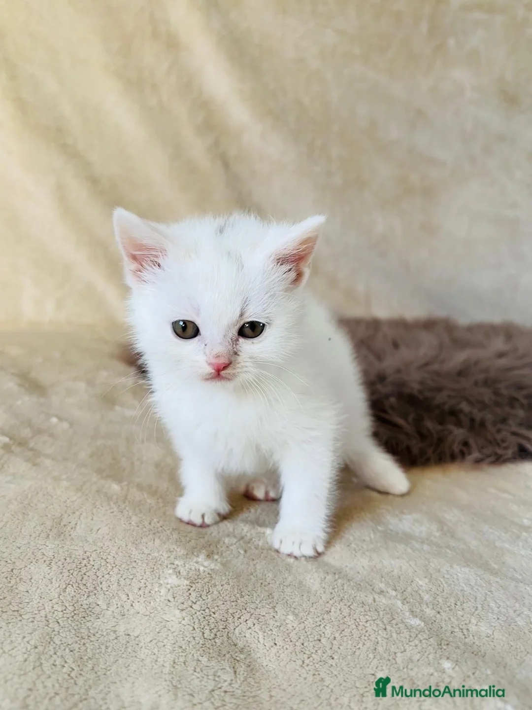 Británico de Pelo Corto gatos en venta: British y Scotish Fold  - Anuncio 2