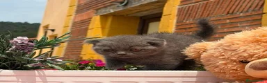 Scottish Fold 2