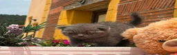 Scottish Fold gatos en venta: Preciosa camada Scottish fold - Anuncio 3