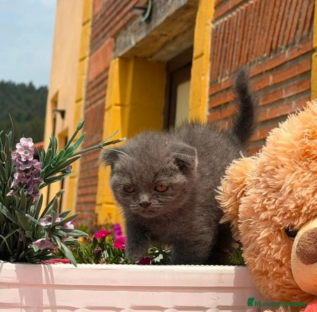 Scottish Fold gatos en venta: Preciosa camada Scottish fold - Anuncio 3
