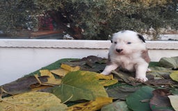 Border Collie perros en venta: GRAN CAMADA DE BORDER COLLIE - Imagen 19