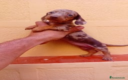 Teckel Miniatura perros en venta: Teckel kaninchen  - Imagen 7