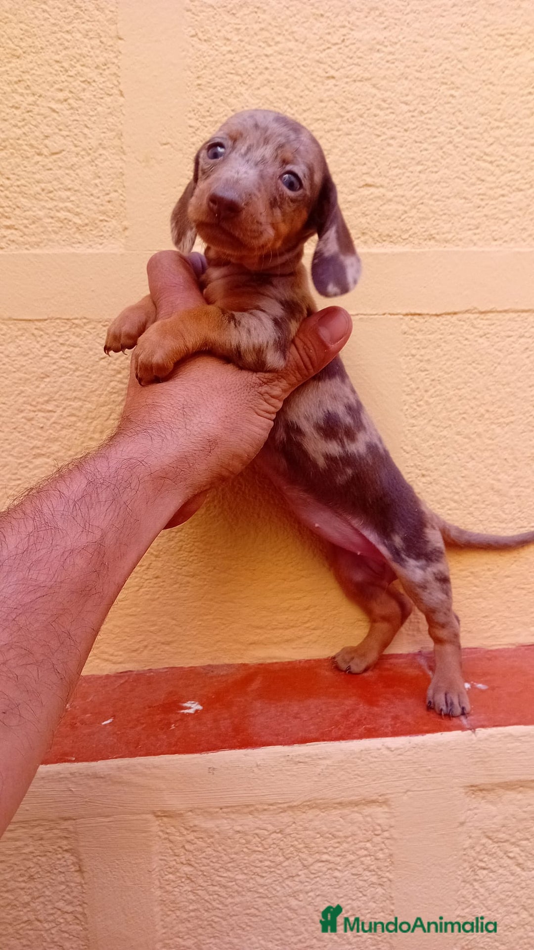 Teckel Miniatura perros en venta: Teckel kaninchen  - Imagen 7