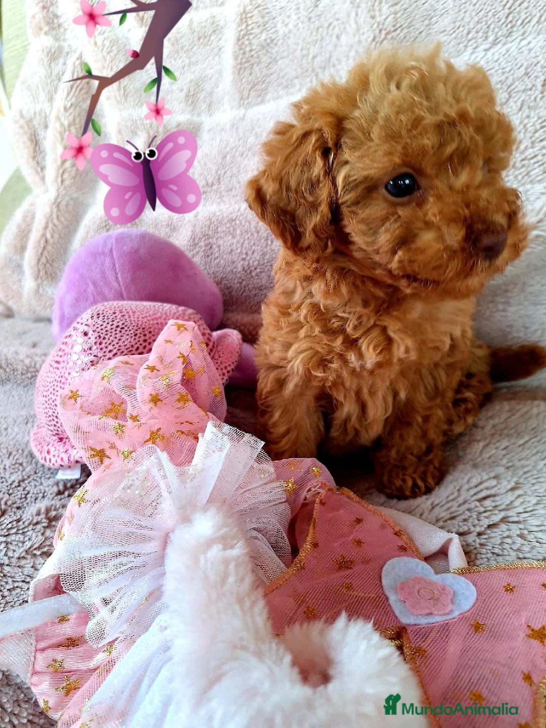 Caniche Enano perros en venta: Cachorros de Caniche Enano - Imagen 1