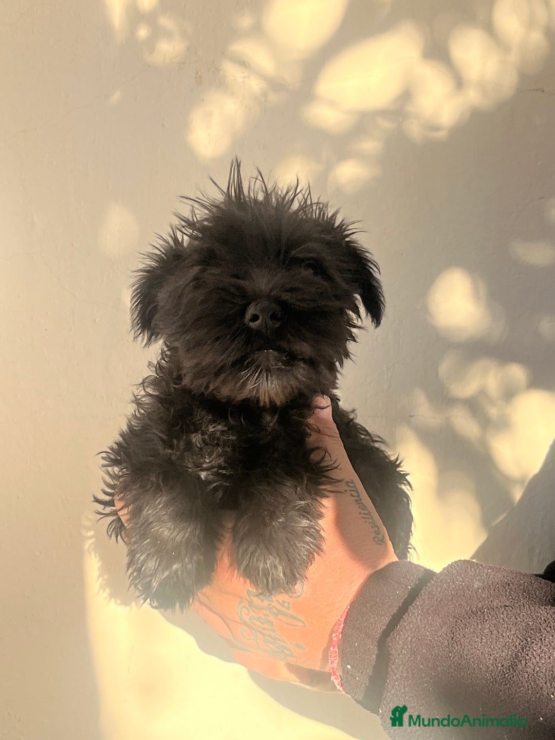 Schnauzer Miniatura perros en venta: Schnuzer min - Anuncio 7