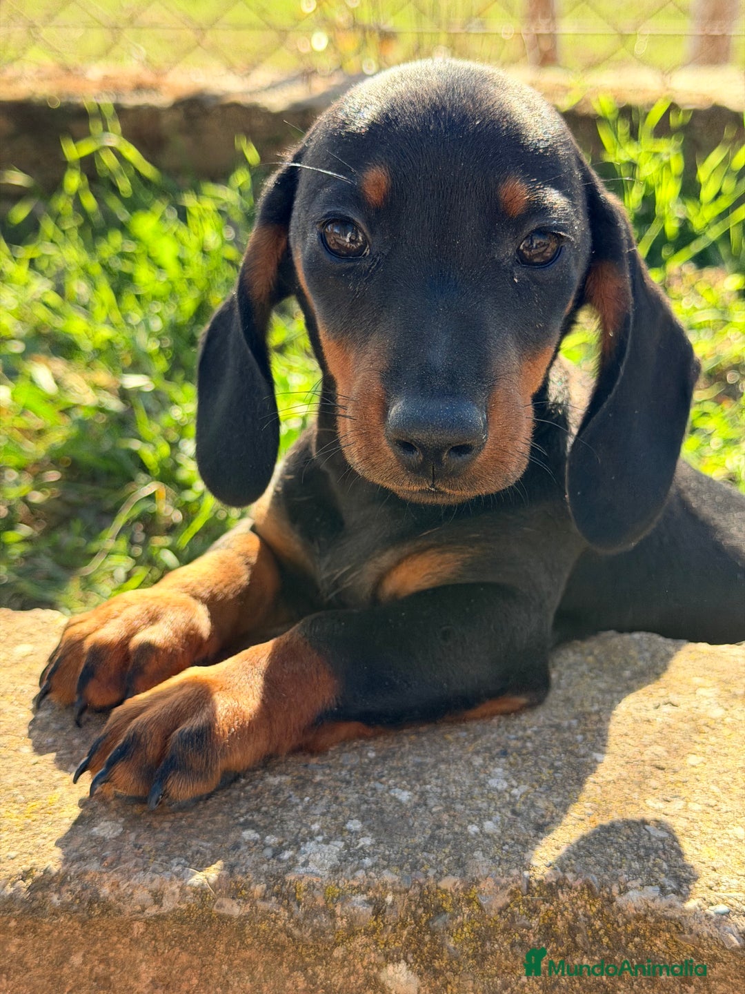 Teckel Miniatura perros en venta: Teckel negro fuego mini - Anuncio 3