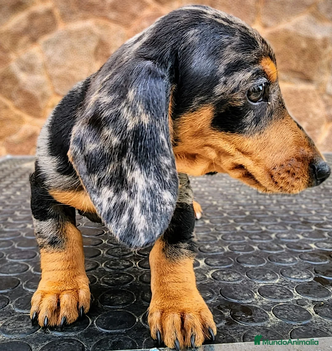 Teckel perros en venta: Teckel miniatura - Anuncio 2