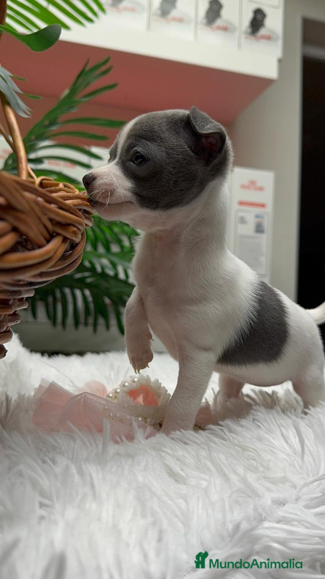 Chihuahua perros en venta: CHIHUAHUA HEMBRA - Anuncio 7