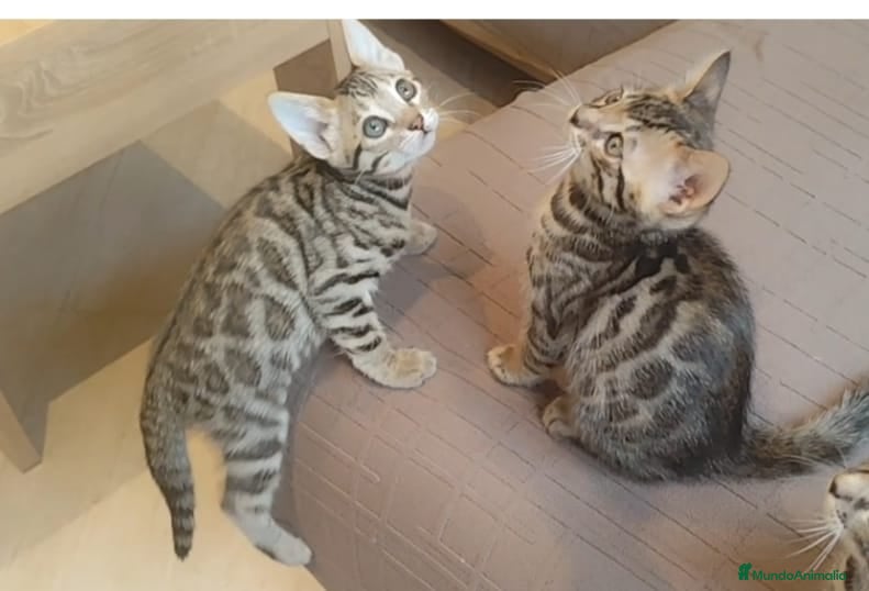Bengalí gatos Preciosos gatitos bengali  - Anuncio 1