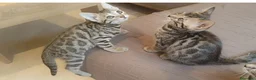 Bengalí gatos en venta: Preciosos gatitos bengali  - Anuncio 1