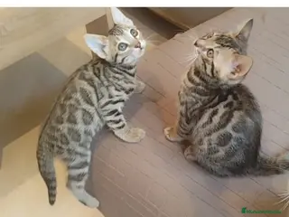 Bengalí gatos Preciosos gatitos bengali - Anuncio 1