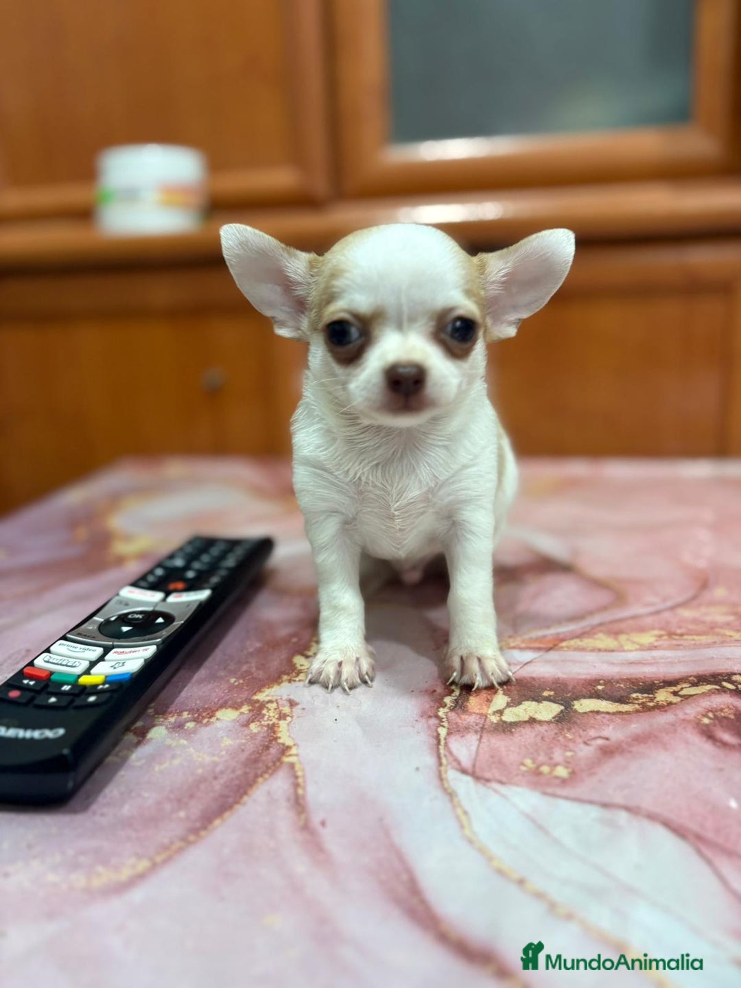 Chihuahua perros en venta: Chihuahua toy ruso macho - Imagen 4