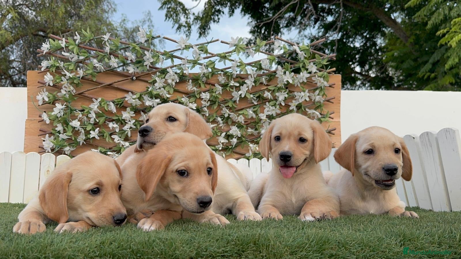 Labrador Retriever perros LABRADOR RETRIEVER-PRECIO REAL - Anuncio 2