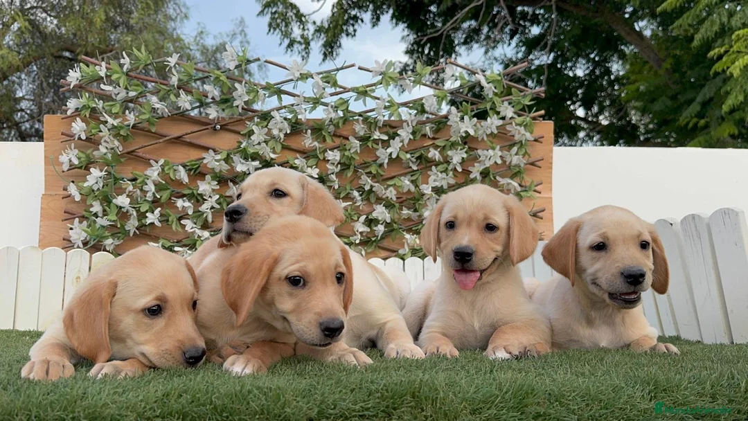Labrador Retriever perros en venta: LABRADOR RETRIEVER-PRECIO REAL - Anuncio 1