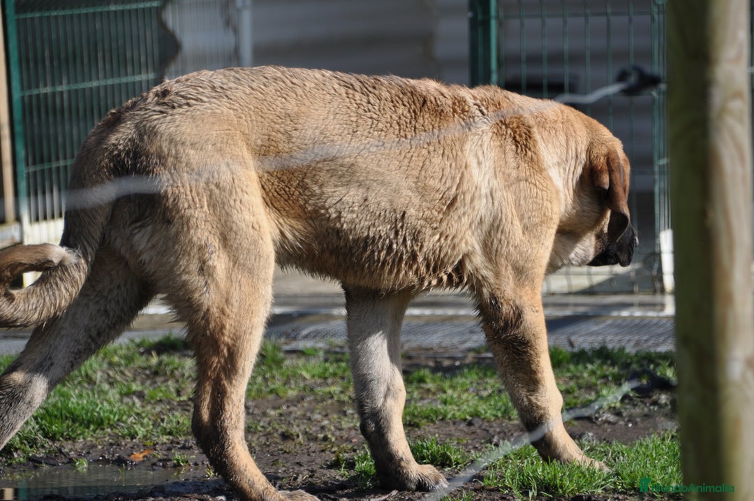 Mastín Español perros en venta: Camadas de Mastín Español Autóctono Tradicional - Imagen 7