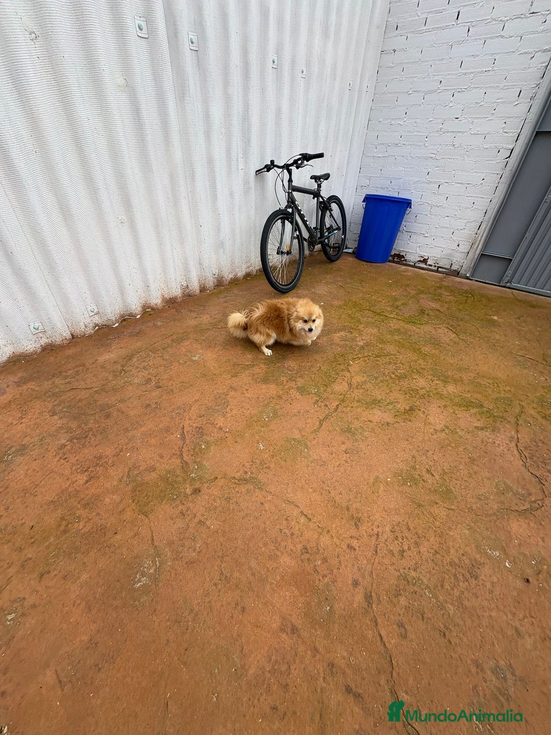 Pomerania perros en venta: Último pomerania  - Anuncio 15