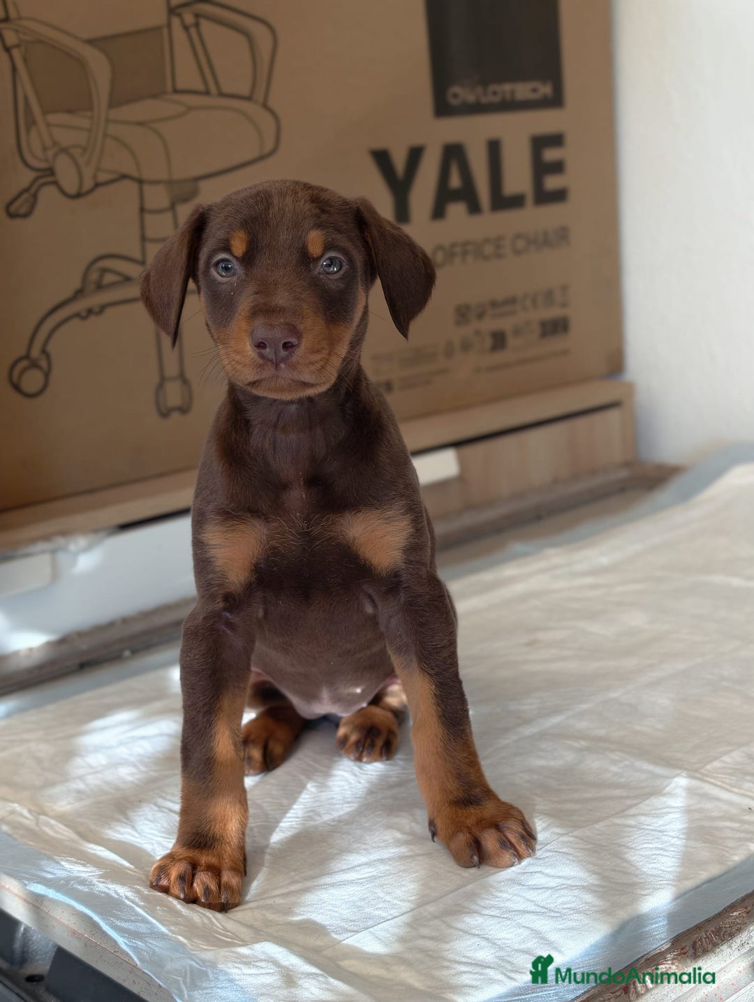 Dobermann perros en venta: Doberman  - Anuncio 1