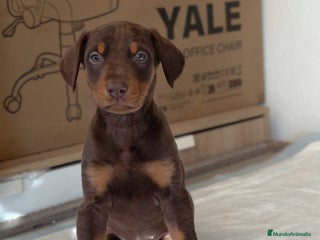 Dobermann perros Doberman - Anuncio 2