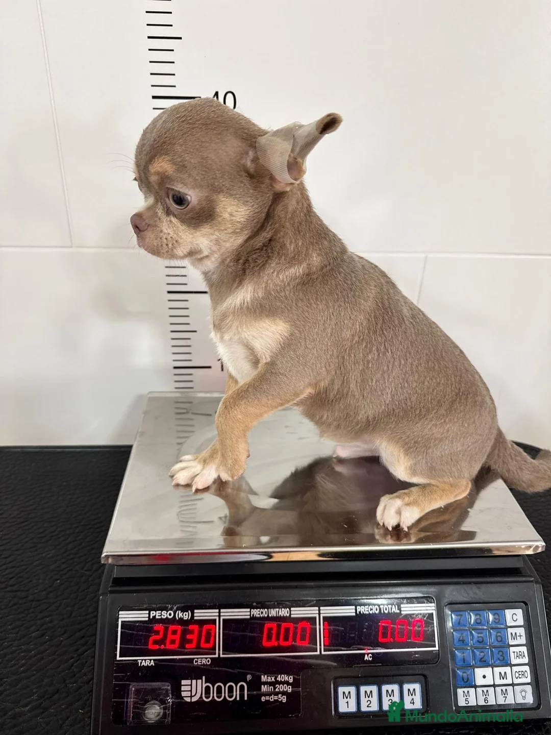 Chihuahua perros en venta: CHIHUAHUA ADULTO - Anuncio 3