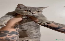 Británico de Pelo Corto gatos en venta: British Shorthair - Imagen 2